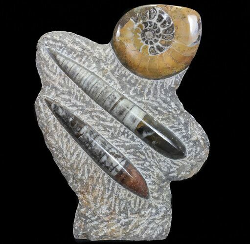 Fossil Goniatite & Orthoceras Sculpture - #71647